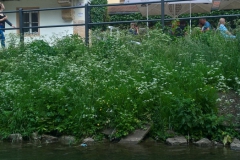 bamberg_25_20180710_1203368525