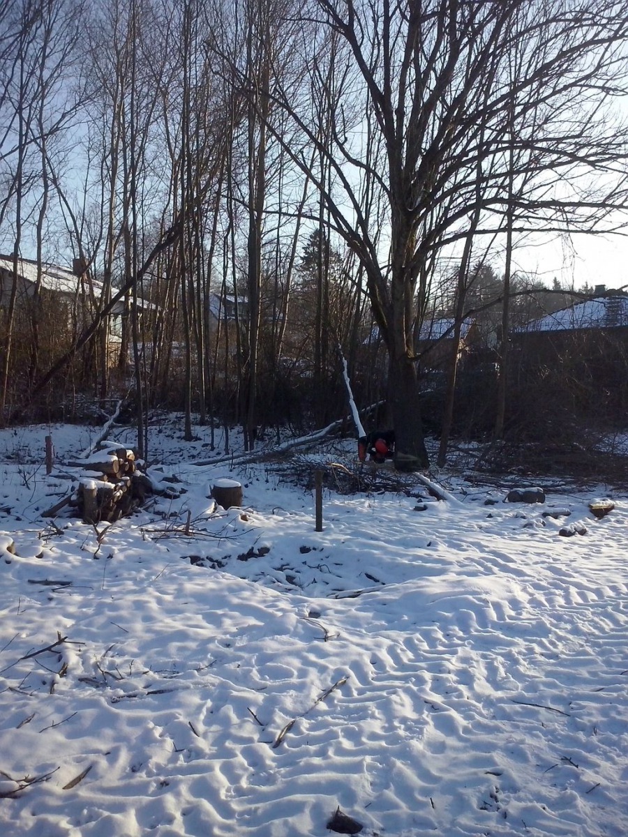 baumfaellen_01_20150222_1832266321