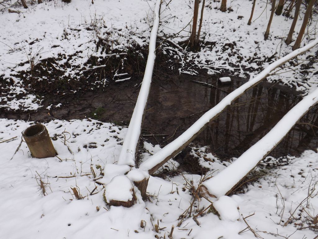baumfaellen_16_20150222_1992917257