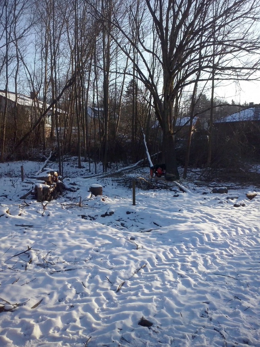 baumfaellen_2_20150222_1377676817
