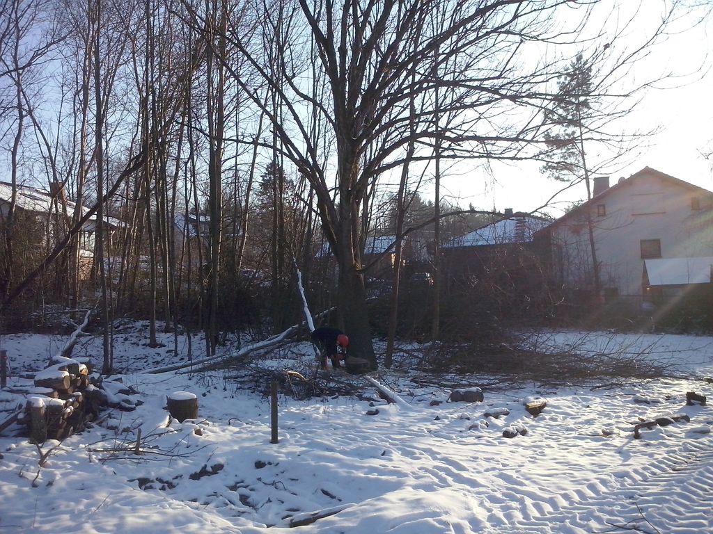 baumfaellen_3_20150222_1869937414