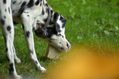 fulda_wvm_2013_103_20130702_1899512036