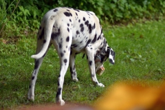 fulda_wvm_2013_104_20130702_1253977721