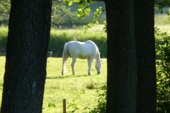 heide_2010_26_20100613_1734379801