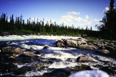 labrador1986_19_20090808_1333619525