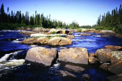 labrador1986_78_20090808_1156608351