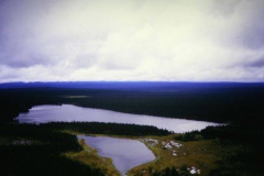labrador1986_84_20090808_1042816509