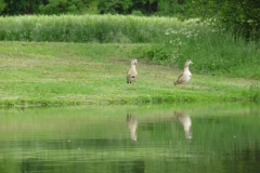 ruhr_2013_38_20130607_1975669455