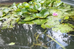 spreewald_25_20180711_1633623414
