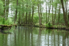 spreewald_2010_60_20100613_1105330157