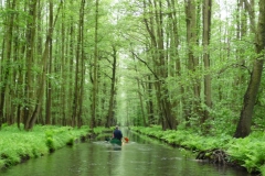 spreewald_2010_64_20100613_1480140031